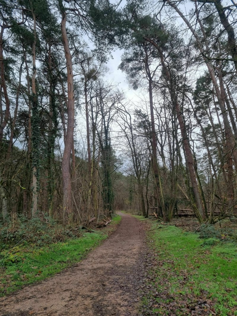 Entre la Moder et forêt - Haguenau