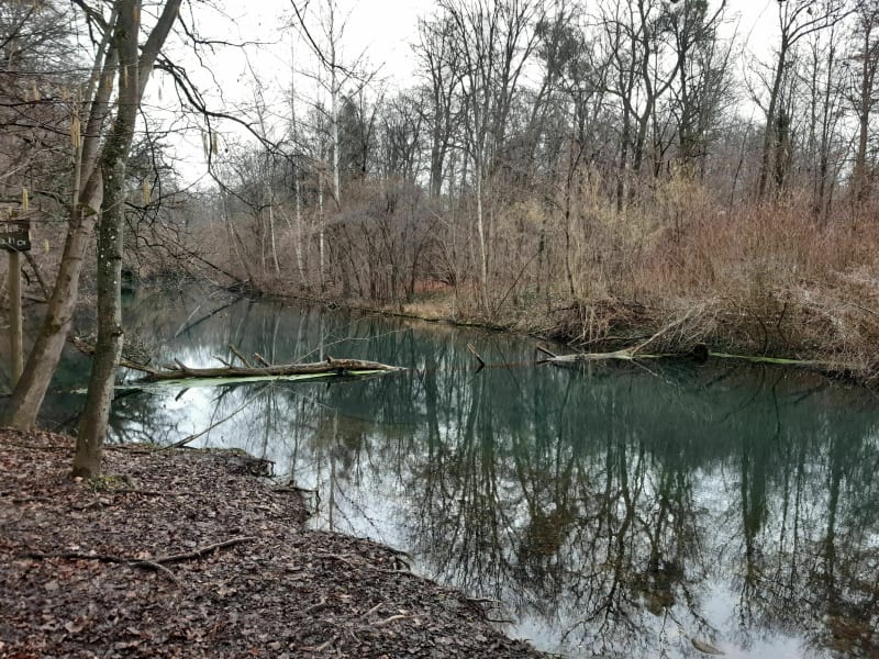 Forêt de la Robertsau, entre eau et vieilles pierres - Robertsau
