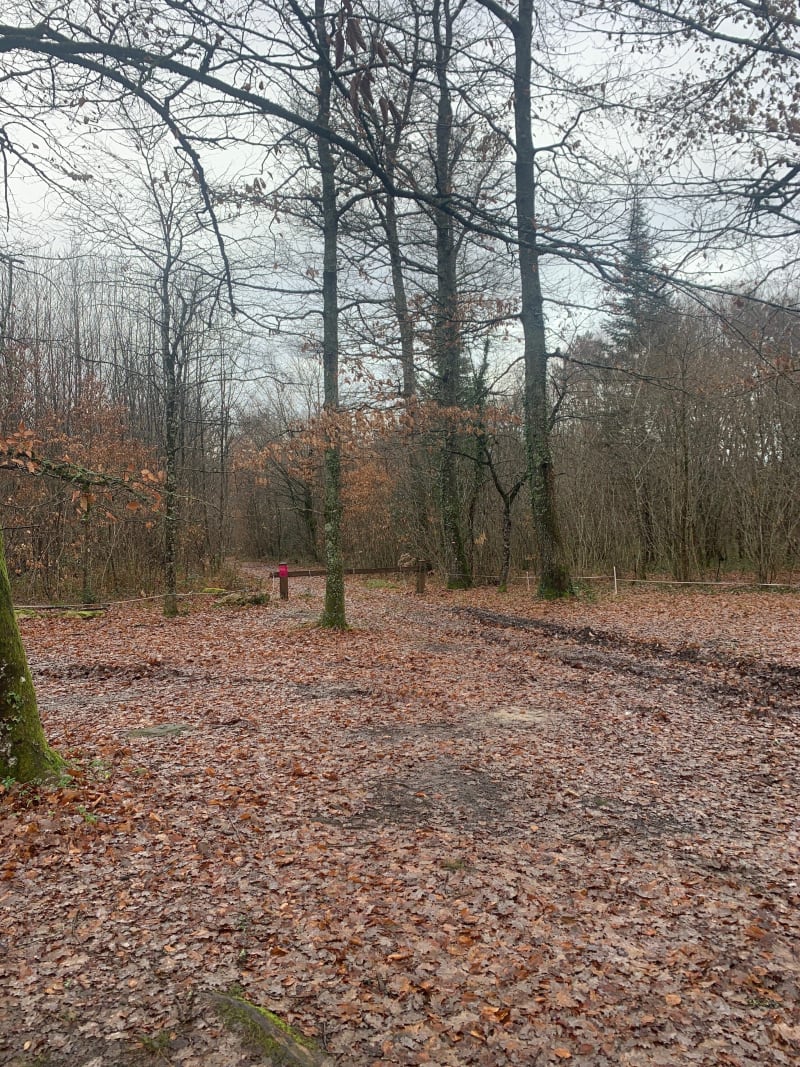 Le rendez-vous des sangliers dans la Braconne-Bois Blanc - Mornac