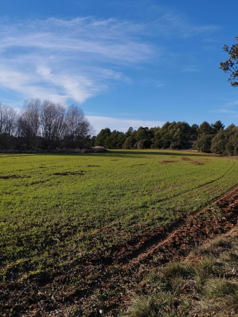 Balade à travers bois et blé en herbe du côté de Saint Pierre. - Saint-Julien