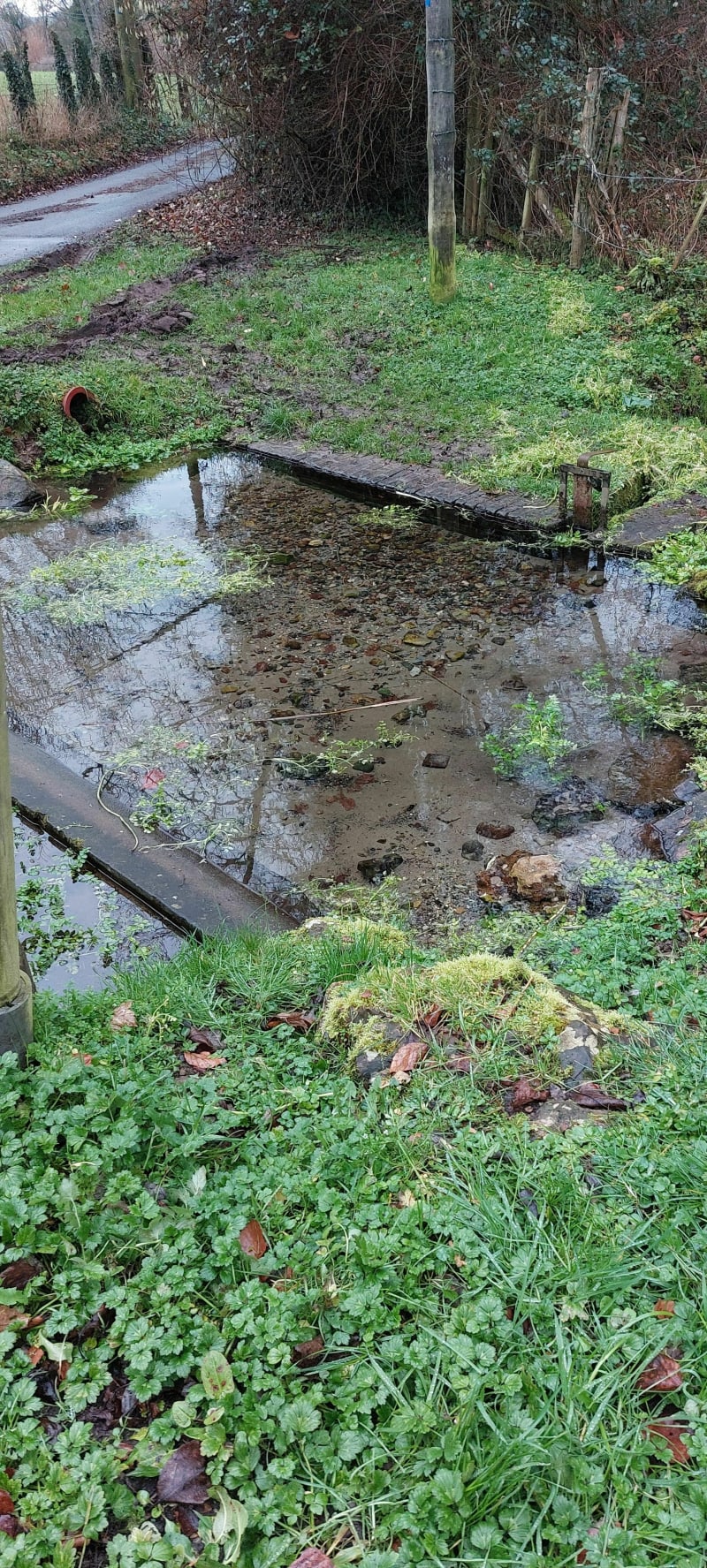 Les bois de Saint Cyr du Ronceray - Saint Cyr du Ronceray