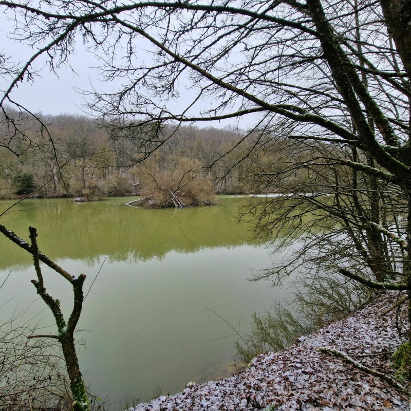Au travers du bois de l'Hôpital - Peltre