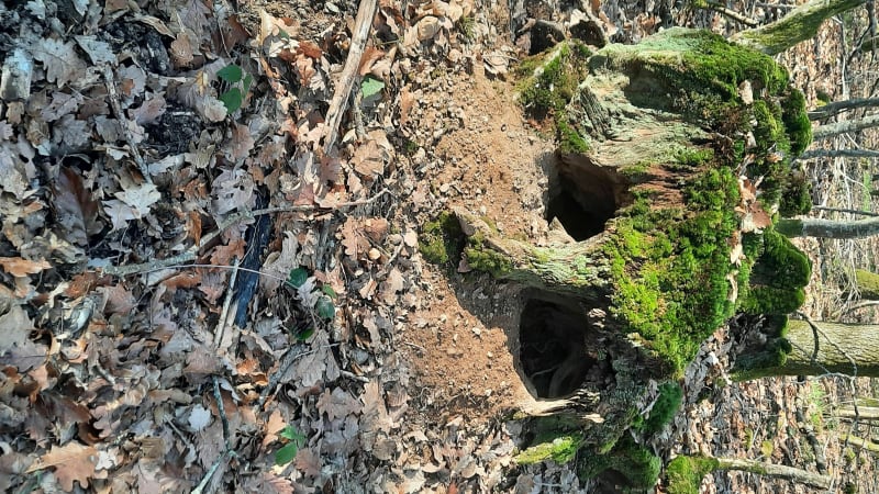 La forêt par les petites allees - Chapelle Saint Sépulcre,