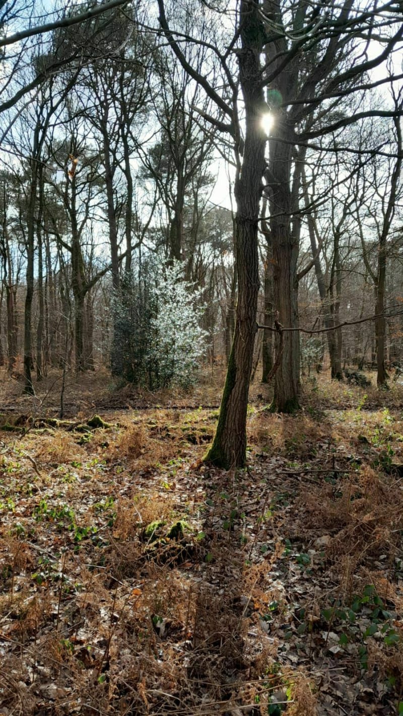 Balade en forêt de Canteleu - Canteleu