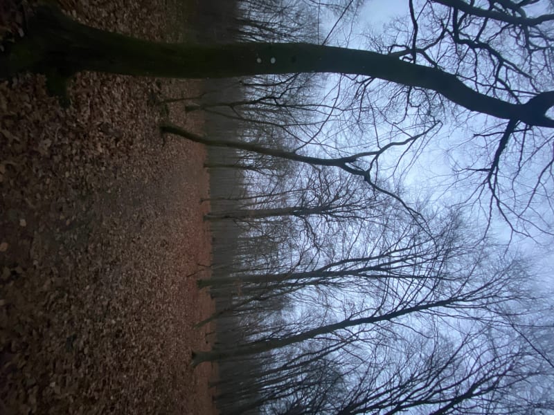 Boucle de la salamandre - Carrières sous Bois