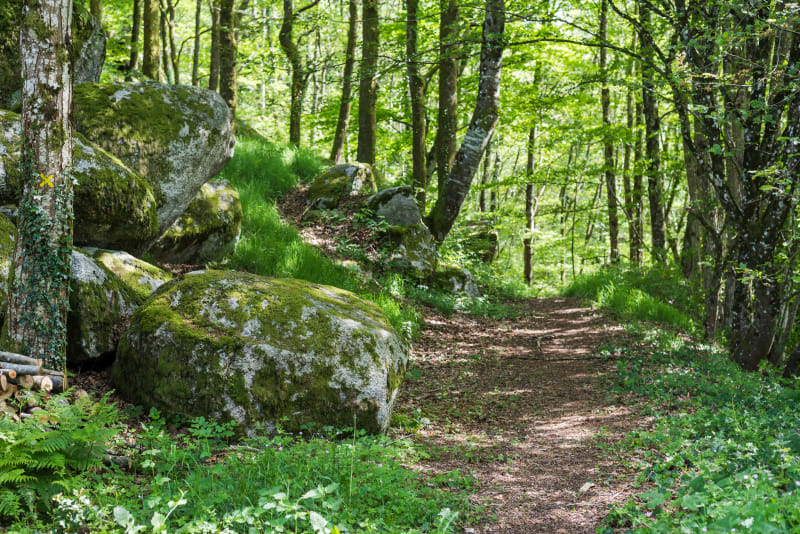 Balade forestière à l'étang du Moulin d'Uchon - Uchon