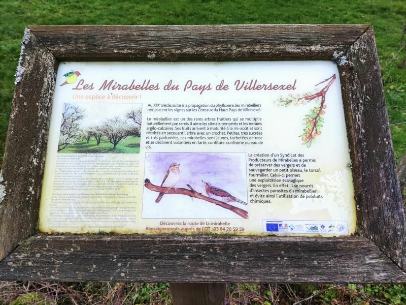 Le sentier des mirabelles - Fallon