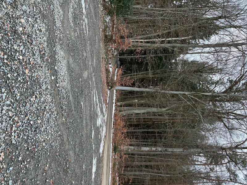 Bois de Fontanes - Fontanès