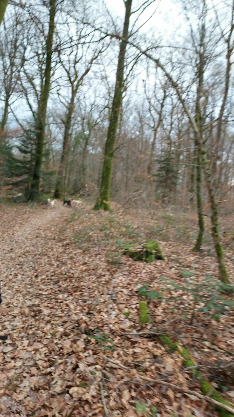 Balade dans les Bois à Ferrieres les Scey - Ferrières-lès-Scey