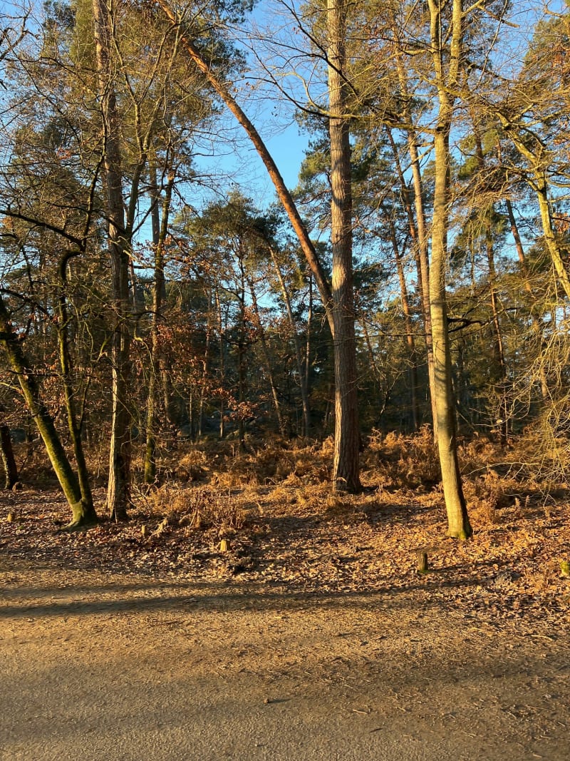 Balade au Rocher Canon en forêt de Fontainebleau - Fontainebleau