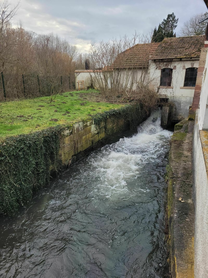 Entre rivière et forêt à Fegersheim - Fegersheim
