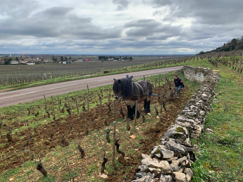 Balade dans les hauteurs de Nuits Saint Georges - Nuits-Saint-Georges