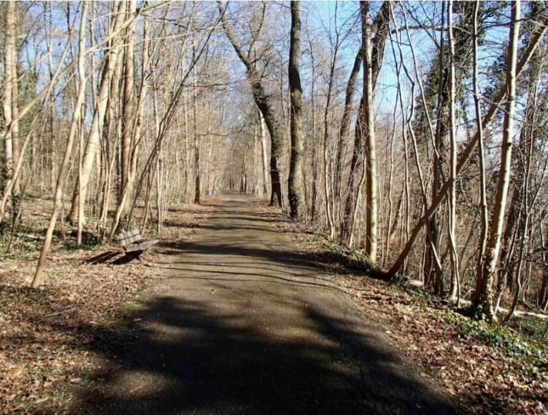 Très énergisante ballade dans les bois des philosophes - Mulhouse