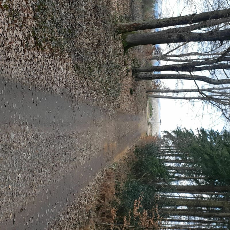 Foret du Plessis par Monthury - Blanzy