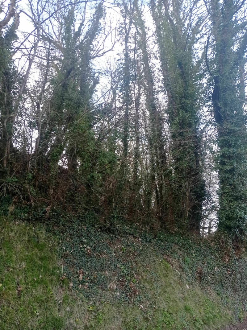 Entre forêt, campagne et mer à Colleville-sur-Mer - Colleville-sur-Mer