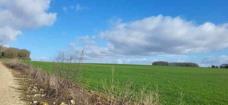 Se promener derrière Menucourt : bois et champs. - Menucourt