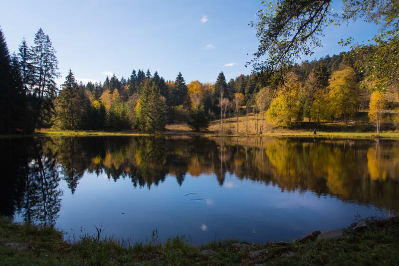 Randonnée ombragée à l'Etang des Belles Filles - Lepuix