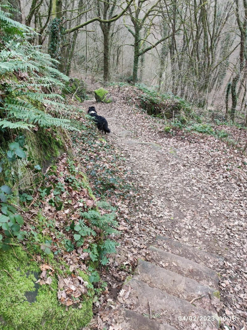 Ballade canine - Champcueil