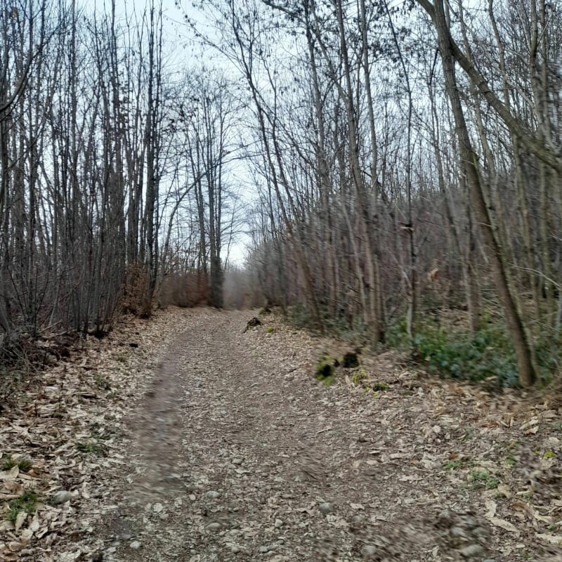 Promenade en sous bois de Beaucroissant - Beaucroissant