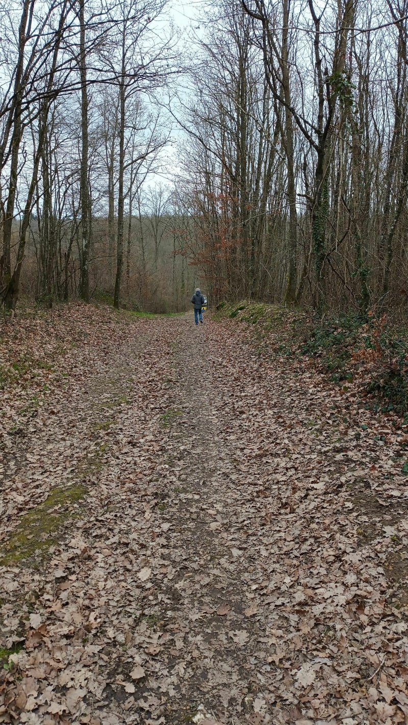 Bois de Seresville - Mainvilliers