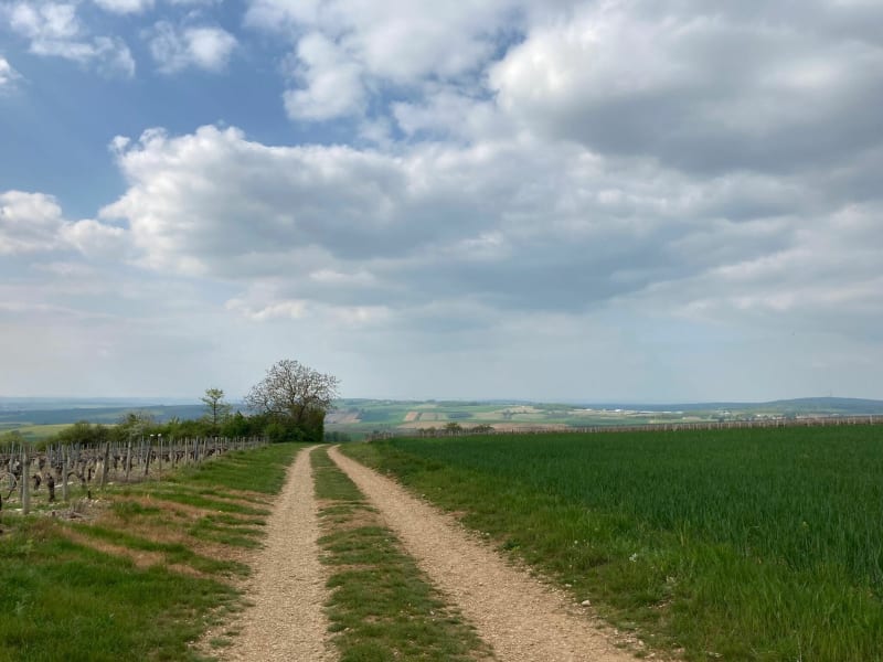 Entre Quenne et St Bris-le-Vineux - Quenne