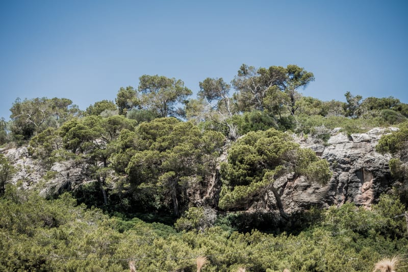 Garrigue autour de Vergèze - Vergèze