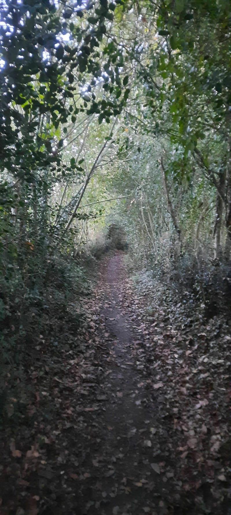 Entre forêt et route par Bel-Air - Vigneux-de-Bretagne