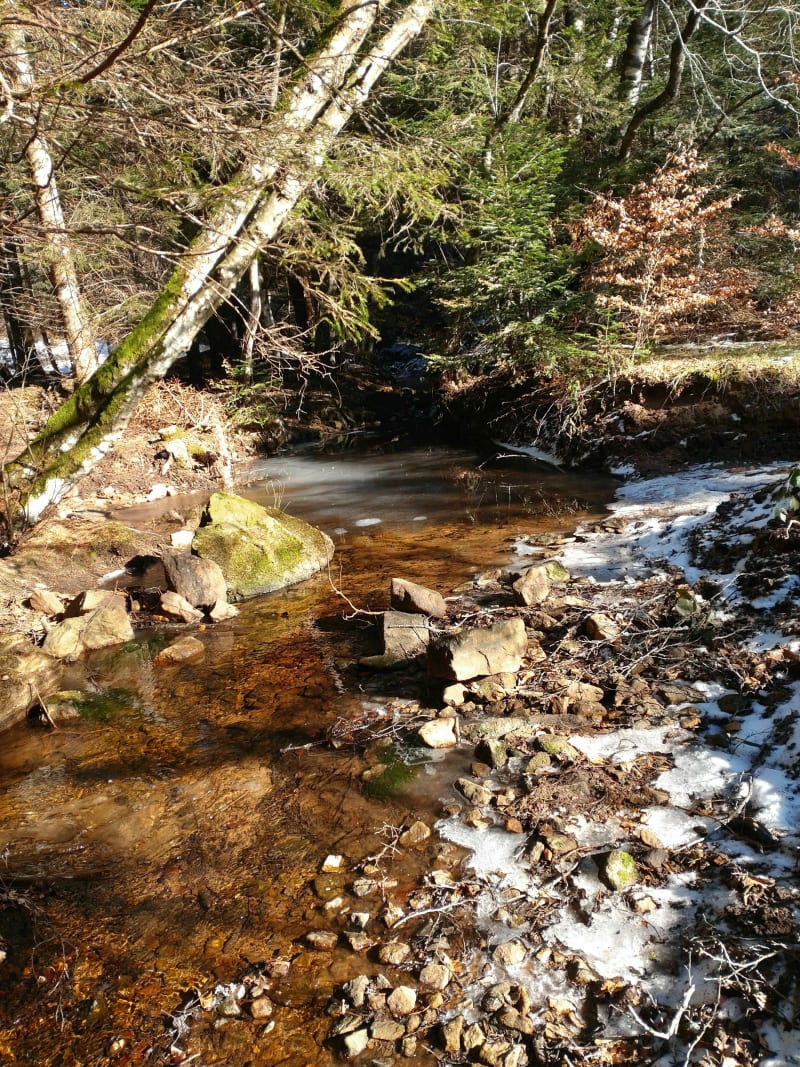 Balade au ruisseau de la Rèche - Saint-Agrève