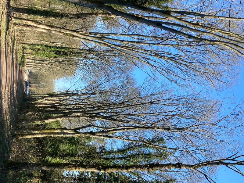 Une heure tranquille dans la Forêt de Meudon - Meudon