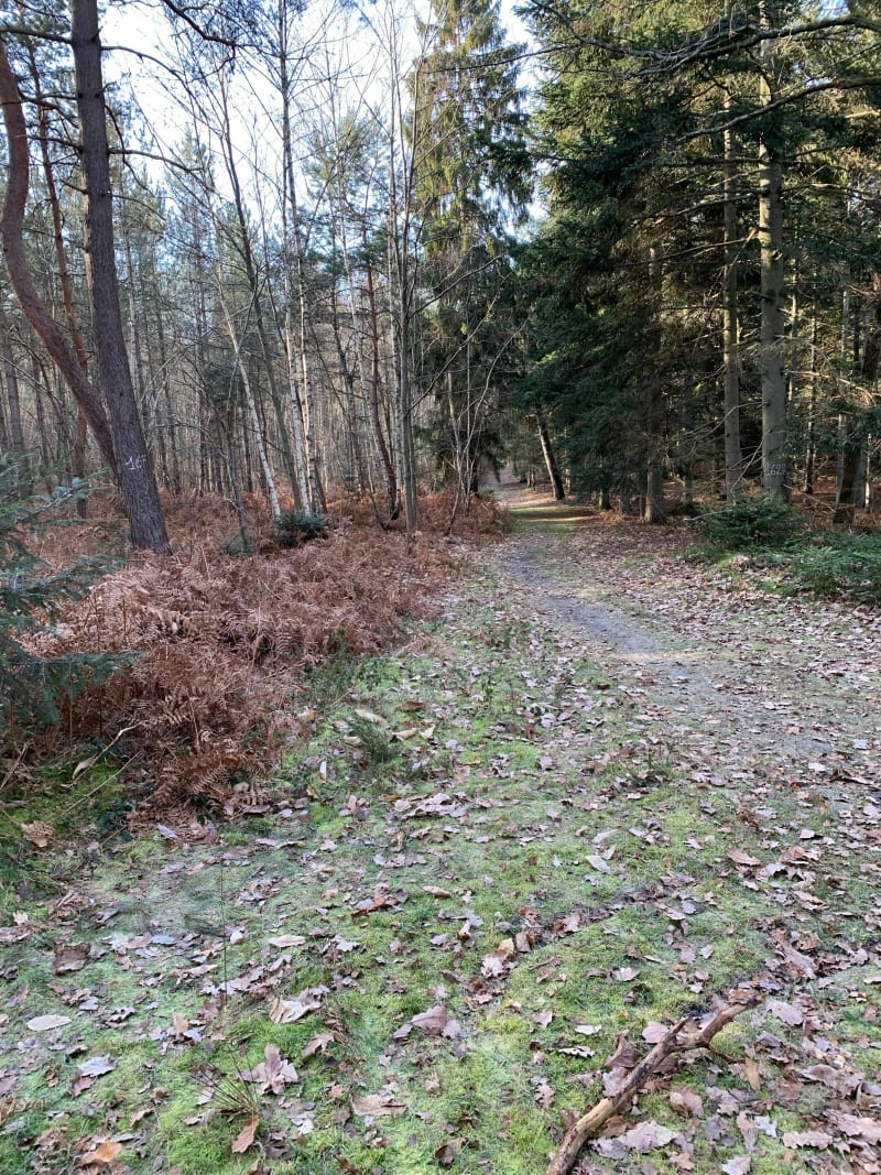 Balade dans le Bois de Tillet par les Bruyères - Coyolles