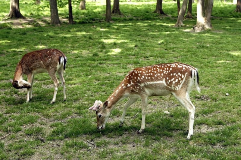 Parc de Géresme et son Château - Crépy-en-Valois
