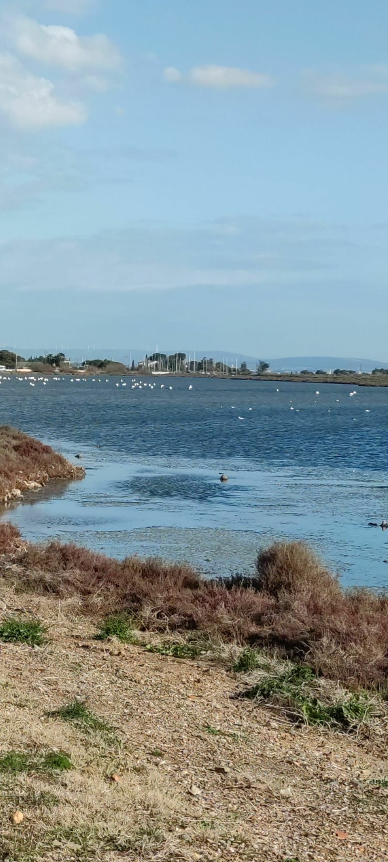 Promenade étang de Thau - Marseillan