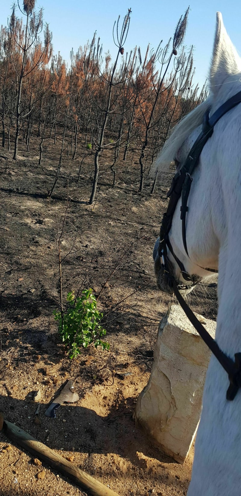 Ruaudin-Brette les pins à cheval ou à VTT - Ruaudin