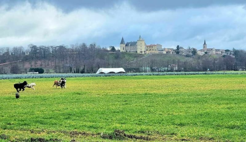Au fond du parc de Andrezieux par l'Etang de la Beaume - Andrézieux-Bouthéon