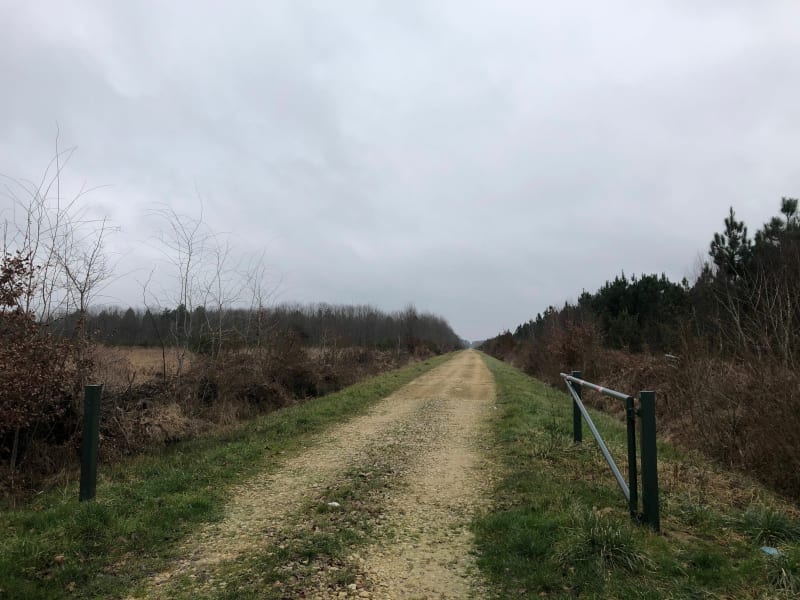 Balade tranquille en forêt entre Vierzon et Vouzeron - Vouzeron