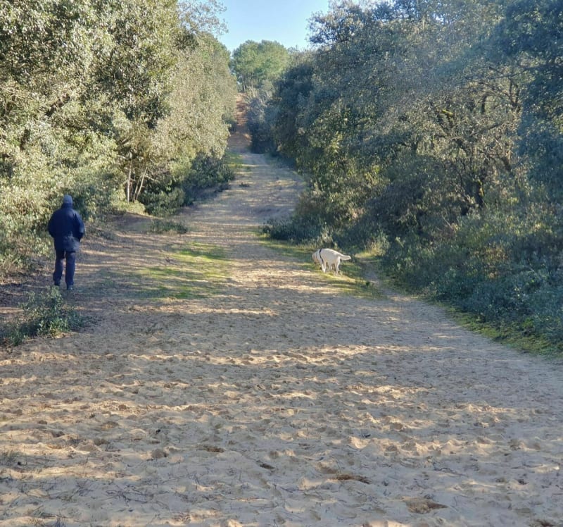 Forêt d'Olonne à l'abri du vent - Les Sables-d'Olonne