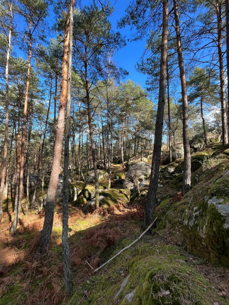 Fontainebleau - Bois-le-Roi