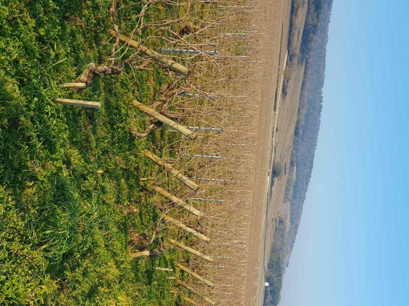 Chassagne-Montrachet et Puligny-Montrachet par les vignes - Chassagne-Montrachet