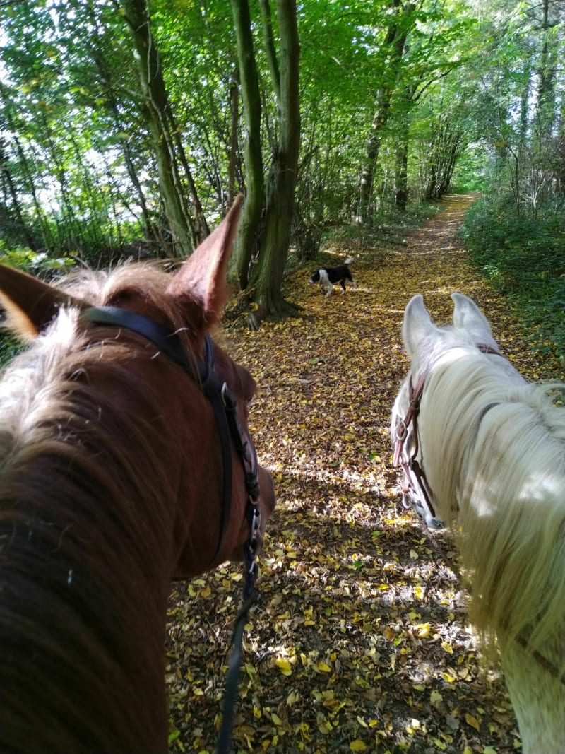 Forêt du bois lévêque et étang du Flaquet à VTT - Pommereuil