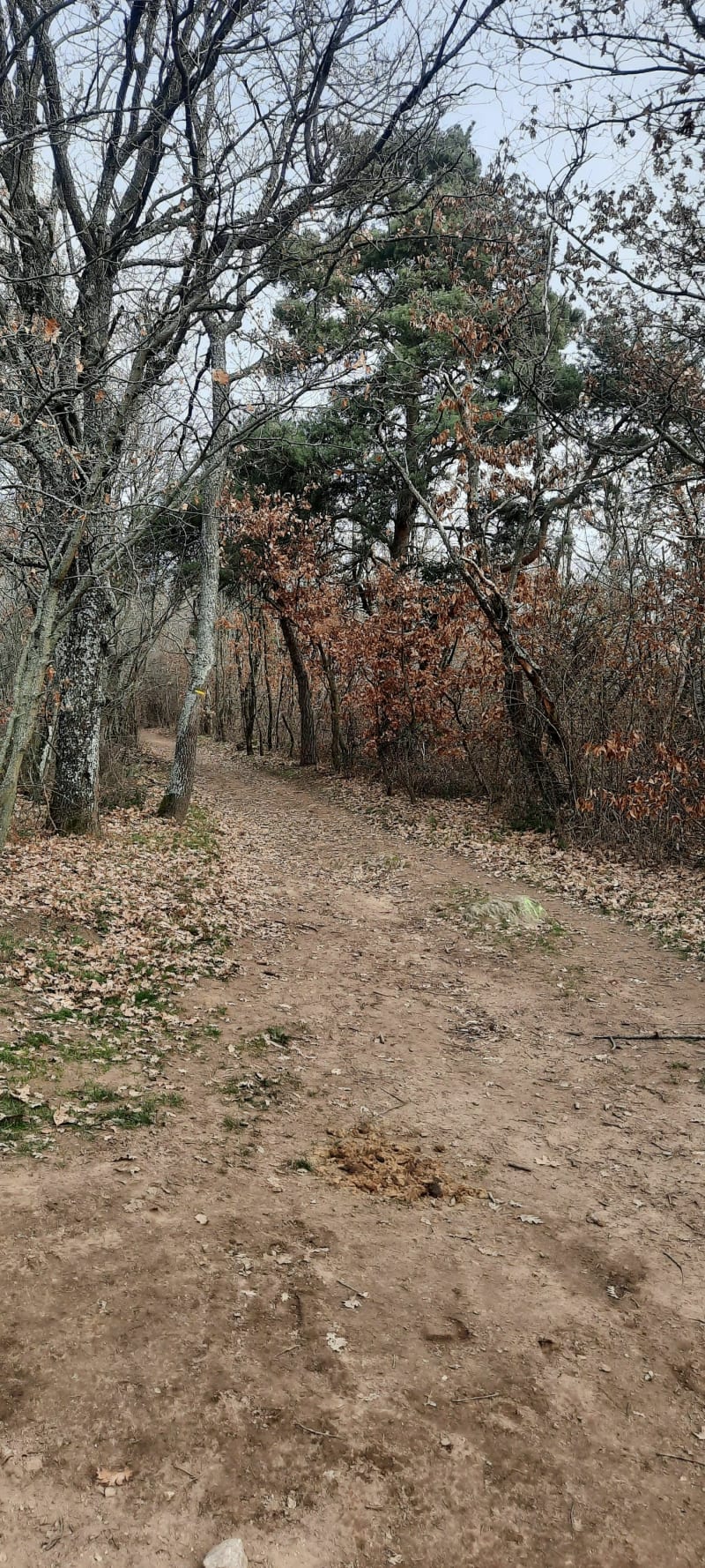 Balade dans les bois de Messimy - Messimy