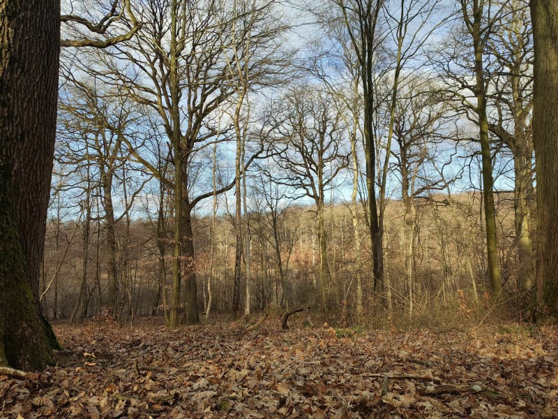 Se perdre en forêt de Rihoult-Clairmarais - Arques