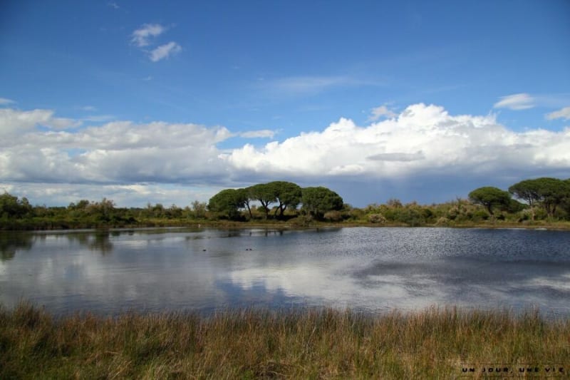 Footing Bois du Boucanet -Ponant - plage - Le Grau-du-Roi