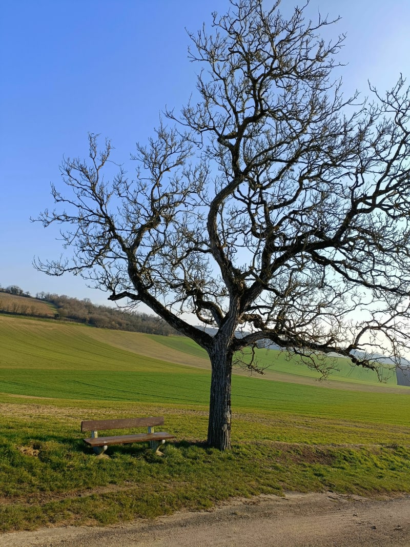 Des orchidées à la vallée des Anges - Châteauneuf-Val-de-Bargis