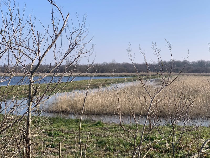 Éveil du printemps dans les marais de Saint-Ciers - Saint-Ciers-sur-Gironde