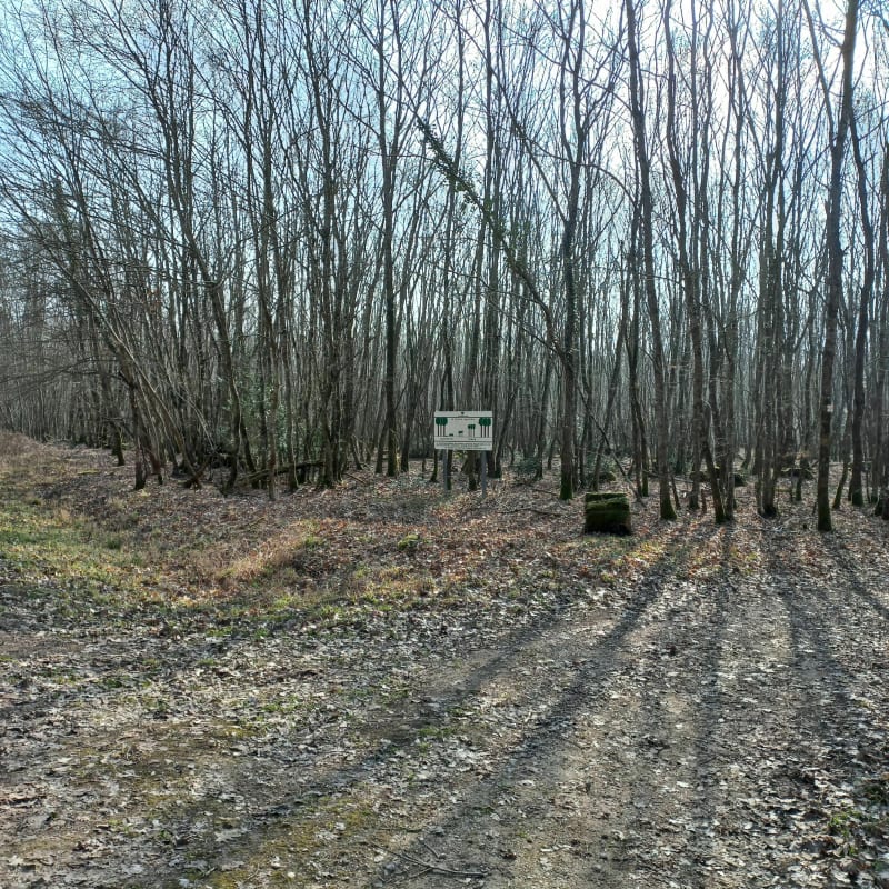 Dans les sous bois de la  forêt de Russy - Chailles