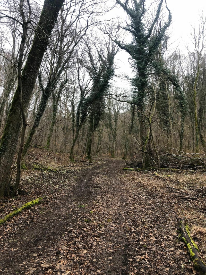 Tour du bois de Grammont - Choloy-Ménillot