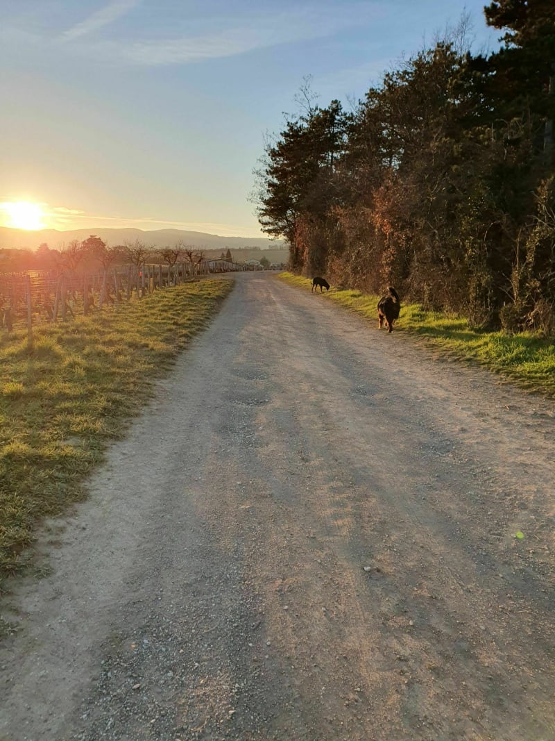 Balade aux carrières de la Lie - Chevagny-les-Chevrières
