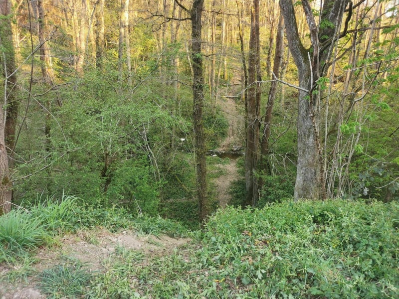 Bois de la Brosse et des Bertranges - Urzy