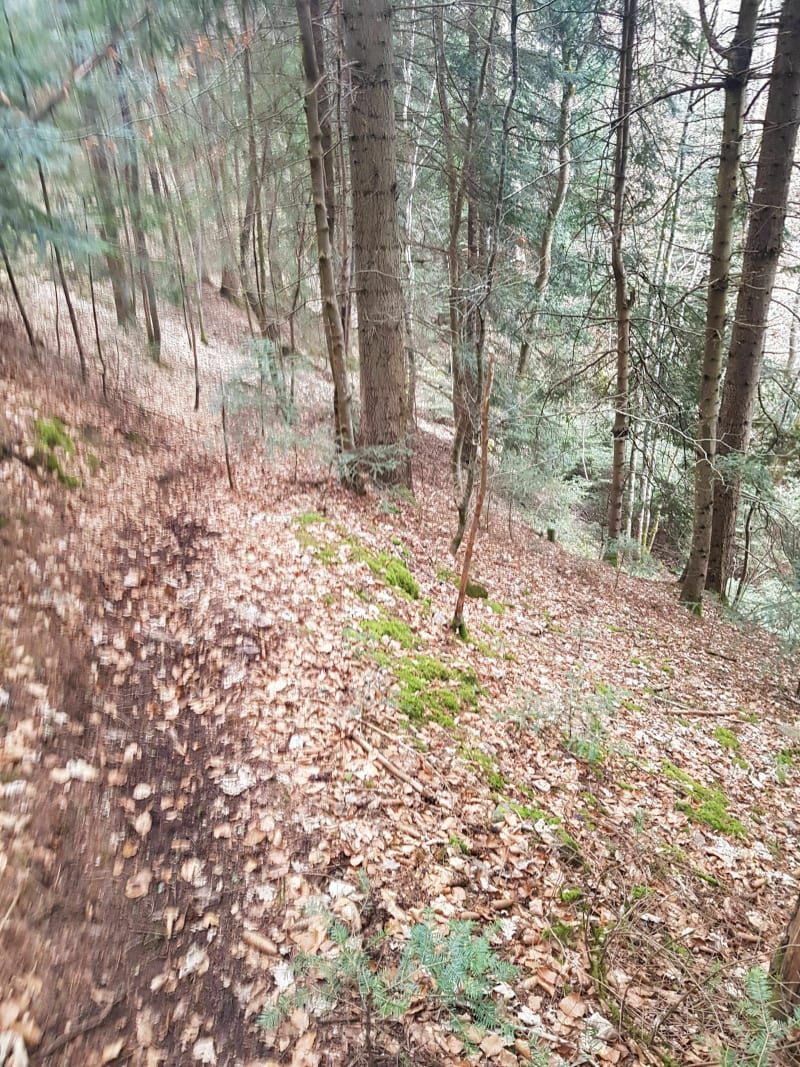 Balade dans les champs de Saint-Sigolène - Sainte-Sigolène