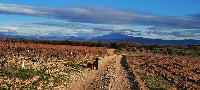 Balade entre vignes et bois à Lagarde-Paréol - Lagarde-Paréol